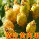 食用仙人掌果樹(shù)苗 仙人掌果苗盆栽水果苗野生仙人掌果苗陽(yáng)臺庭院 黃皮黃肉果  四年苗當年結果多多