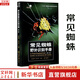 常見蜘蛛野外識(shí)別手冊(cè)(第2版) 王露雨,張志升 編 重慶大學(xué)出版社 書籍 圖書