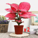 繽賢吉利紅盆栽綠植花卉室內(nèi)客廳辦公吸水盆四季好養(yǎng)美觀紅色植物觀賞 兩盆、吉利紅【原裝盆】 #22