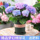 花行榜繡球花苗盆栽花卉綠植物庭院陽(yáng)臺無(wú)盡夏40-50cm高+加侖盆源頭直發(fā)