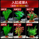 瘋狂水草魚(yú)缸底部水草植物直接入缸火山石造景套餐30-50cm缸源頭直發(fā)包郵a
