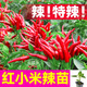 大菜鄉(xiāng)特辣紅小米辣椒苗秧帶土球朝天椒白玉小米辣野山椒種子四季蔬菜苗 紅小米辣苗6棵+1包肥