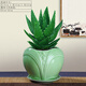 可之源蘆薈盆栽花卉室內四季好養易活辦公室桌面多肉植物臥室陽(yáng)臺小綠植