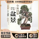 小林國雄教你制作盆景 福建科學(xué)技術(shù)出版社 (日)小林國雄 著(zhù) 時(shí)雨 譯 新華正版書(shū)籍包郵