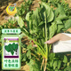 鳳鳴雅世菠賽冬耐寒菠菜種子200克耐寒菠菜種籽四季播種農(nóng)家蔬菜種子