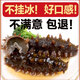 念參堂 即食海參500g長島鮮活遼刺參海生海叁海鮮禮盒單個裝 A款 500g 5-7只(大個頭)