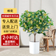 芙洛拉花園【兩小時(shí)達(dá)】發(fā)財(cái)樹(shù)大型綠植物盆栽室內(nèi)好養(yǎng)落地客廳開(kāi)業(yè)喬遷送禮 桂花