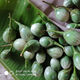 格沃斯（GEWOSI）綠脆茄云南西雙版納咖喱茄泰傣哈尼布朗特色老撾綠脆茄野生茄子 綠脆茄嫩 1000g