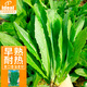 IDEAL理想農業(yè) 油麥菜種子大棵無斑爽口香油麥菜種籽陽臺盆栽蔬菜種子