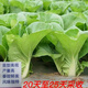 25天速生快菜四季奶油小白菜鮮嫩陽臺易播耐熱抗病蔬菜種子大全 四季奶油菜種子 原裝1包(約5000粒)