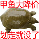甲優(yōu)甲優(yōu)【包活送到】鮮活食用大甲魚生態(tài)放養(yǎng)外塘散養(yǎng)中華老鱉生鮮團魚 搶 2-2.5斤生態(tài)甲魚【店長推薦】
