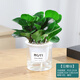 墨一豆瓣綠盆栽 花卉植物室內(nèi)綠植辦公室綠植早安盆室內(nèi)好養(yǎng) 源頭直發(fā)