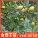 金櫻子樹(shù)苗帶刺野生品種梨有無(wú)刺果子中藥材可入藥泡酒帶杯土發(fā)貨 5顆野生有刺品種