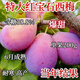 子暄西梅樹(shù)苗正宗女神西梅大果李子果樹(shù)苗盆栽地栽南北方種植當(dāng)年結(jié)果 特大紅寶石西梅樹(shù)苗 5年苗【成活率高