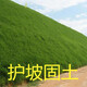 QCDD護(hù)坡固土草籽種子四季青耐寒矮草坪種孑山邊坡公路紫穗槐灌木植物 護(hù)坡王/斤【山體邊坡耐旱】