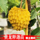 君揚新品黃龍釋迦苗霹靂果黃龍番荔枝樹(shù)苗 可盆栽地栽庭院種植 黃龍釋迦嫁接【60-70cm高】