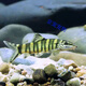 采緹（CAITI）壯體沙鰍原生冷水魚(yú) 漓江副鰍底層工具魚(yú)吃殘渣糞便清潔魚(yú)九間鼠 純正壯體沙鰍2條(5-6cm)