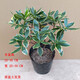孫凱（SUNKAI）金邊瑞香盆栽老樁耐寒植物濃香型大苗帶花苞 金邊瑞香四年苗 不含盆