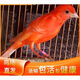 芙蓉鳥,玉鳥,活體,康,精品,辣椒紅,馬賽克,紅桂皮，綠桂皮 上海辣椒紅一對