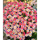 中夢瑪格麗特菊花盆栽四季開花卉植物室內(nèi)花苗帶花綠植陽臺(tái)庭院好養(yǎng)活 瑪格麗特 夢幻粉