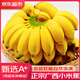 優(yōu)味集小米蕉【順豐JD】香蕉水果整箱芭粉蕉蘋(píng)果蕉整箱軟糯香甜鮮果 【精選裝】?jì)糁?斤