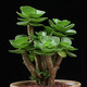 御春閣 盆栽多肉植物組合盆栽 多肉綠植花卉室內(nèi)植物 好養(yǎng)的多肉植 金錢木