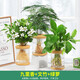 綠有意綠蘿發(fā)財樹(shù)文竹多肉花卉盆栽植物室內薄荷富貴竹水培小綠植好養活 九里香+文竹+綠蘿 含盆