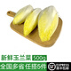 綠食者 新鮮玉蘭菜500g 金玉蘭苦白菜菊苣比利時(shí)芽球蔬菜 西餐沙拉食材