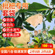 曇蓓漫枇杷套袋專(zhuān)用袋水果桃子套袋梨子芒果袋保護套瓜果防蟲(chóng)袋防鳥(niǎo)網(wǎng)套 150*180一百只裝（套2-3個(gè)） 刀把單層【防蟲(chóng)防鳥(niǎo)/防水透氣】