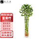 九千谷富貴彎竹6根轉(zhuǎn)運(yùn)竹節(jié)節(jié)高水培綠植花卉50cm高不含瓶源頭直發(fā)