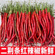 囧仙子四川二荊條紅辣椒新鮮薄皮紅線椒5斤蔬菜腌制剁椒原料泡椒 5斤紅二荊條