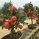 青意萱矮化蘋果盆栽當年結(jié)果紅富士室內(nèi)外南北方種植陽臺嫁接盆景樹樁苗 7年苗樹形好【下單備注品種】
