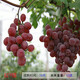 言清 買(mǎi)2顆送1顆 嫁接葡萄樹(shù)苗 葡萄苗南北方庭院陽(yáng)臺盆栽地栽果樹(shù)苗 紅提 六年大苗當年結果