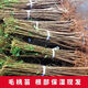 素蜜桃樹實(shí)生苗野生毛桃苗桃樹砧木苗未嫁接桃樹苗桃樹直生原生果樹苗 地徑0.4公分 小苗
