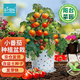 IAM City Farmer矮番茄種植套裝進(jìn)口種子發(fā)芽快幼兒園綠植種植小盆栽配袋子10105