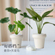 京云夢(mèng)懶人綠植好養(yǎng)盆栽室內(nèi)桌面綠植春羽天堂鳥春羽+天堂鳥源頭直發(fā)
