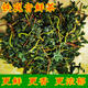 鐵觀(guān)音2025新茶鮮茶安溪鐵觀(guān)音茶葉春茶濕茶冰茶帶梗毛茶蘭花香500g新鮮