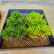碧候蘭園微型盆景金錢菖蒲苗黃金姬虎須隨手香苗綠植水培迷你小盆栽蘭花草 超級組合各5盆:金錢/黃金姬8cm盆