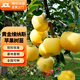 雙盟蘋(píng)果樹(shù)苗盆栽南方北方種植地栽冰糖心蘋(píng)果苗活苗嫁接裸根源頭直發(fā)