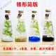 晗暢五年級(jí)學(xué)生生態(tài)瓶diy科學(xué)作業(yè)海藻球微景觀生態(tài)瓶玻璃瓶盆栽禮物 學(xué)生標(biāo)準(zhǔn)生態(tài)瓶 觀賞魚 錐形