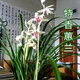 玫絢單苗價(jià)格 蘭花 蕙蘭 包成活 包開(kāi)花 客廳 辦公室綠植盆栽花卉 特香白玉 拍多件發(fā)連體苗 不含盆