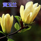 玉蘭樹(shù)苗紫玉蘭苗紅玉蘭黃玉蘭樹(shù)苗 嬌紅一號玉蘭花苗玉蘭苗庭院綠化樹(shù)苗 黃玉蘭 2公分粗（明年開(kāi)花）