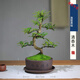 清香胡椒木盆栽植物室內裝飾庭院盆景桌面四季好養(yǎng)老樁S造型綠植 老樁造型胡椒木_帶紫砂盤 帶盆栽好