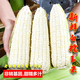 京營(yíng)新鮮白糯玉米現摘嫩牛奶水果甜玉米鮮糯玉米棒子生苞米包谷苞谷棒