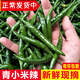 辰實(shí)【現摘】四川小米辣椒新鮮5斤 小米椒朝天椒 特辣紅辣椒指天椒 5斤 （青小米辣）推薦