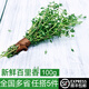 綠食者 新鮮百里香100g 麝香草山胡椒 西餐燒烤調料牛排香料 100g
