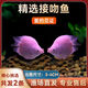 墨之瑤接吻魚(yú)觀(guān)賞魚(yú)金魚(yú)活魚(yú)嘴魚(yú)熱帶魚(yú)好養活體小型寵物魚(yú)會(huì )嘴的魚(yú) 精選接吻魚(yú) 2條
