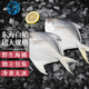七冰東 東海大白鯧 新鮮海捕銀鯧魚(yú)白鯧平魚(yú)一斤一條 海鮮水產(chǎn)生鮮 年貨 200-300g每條（4條）