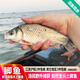 品鮮肴淡水魚(yú)生態(tài)鯽魚(yú)漁民捕獲鮮活魚(yú)現殺月子產(chǎn)婦燉湯營(yíng)養生鮮水產(chǎn)食用 三去凈重400g【1斤現殺4-8條】