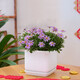 綠韻花田【兩小時(shí)達(dá)】玫瑰蟹爪蘭觀葉植物桌面觀賞開花桌面開業(yè)喬遷送禮 姬小菊（瓷盆隨機(jī)）